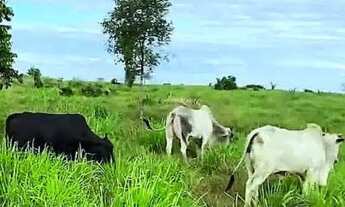 Imagem 2: Fazenda de 530 Tarefas - Dores