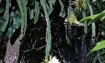 Imagem 4: CHACARA FORMADA. PORTEIRA FECHADA