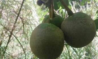 Imagem: 03) Terrenos (Proximo da Fabrica da Coca