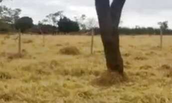 Imagem 4: Lote em Caldazinha, para Pedro