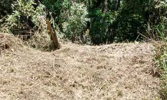 Imagem 2: Chácara 10.000 m2 120 mil -Colombo/Bocaiuva