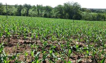 Imagem 5: 4.8 Hectares Irrigado/Confinamento/pocilga /Tanque de Peixes/Energia Trifásico