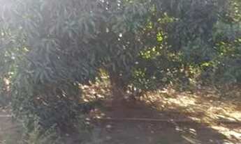 Imagem 2: Chácara próx de feira