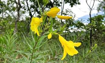 Imagem 6: Vendo Fazenda Próximo a Pirenópolis , 200metros do rio