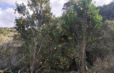 Imagem 7: Chácara 20.000m2 Fazenda Rio Grande