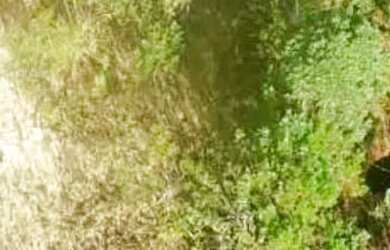 Imagem 4: Lote em Descansópolis - Descansópolis - Campos do Jordão/SP