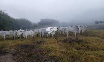 Imagem 2: Fazenda para Venda em Santo Antônio de Pádua, Morro Grande