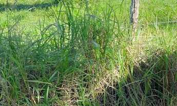 Imagem 5: Vendo Sítio Chácara com venda por R$800.000