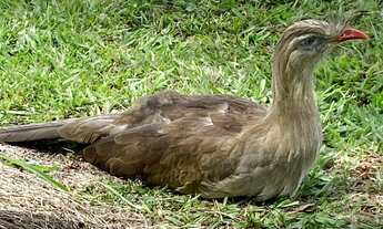 Imagem 3: Terreno FANTÁSTICO com 2170 M2 e POCO ARTESIANO