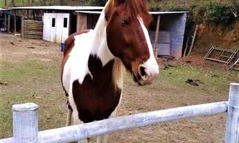 Imagem 2: Bela chácara, área total 48.000 m², Sta Isabel, muitas frutas, piscina, fácil acesso, 55 m