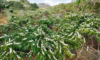 Imagem 4: Sítio medindo 16 hectares, em Lajinha - Pancas /ES