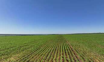 Imagem 3: 179. Excelente fazenda para lavoura em Dourados /MS