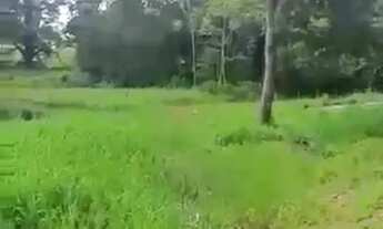 Imagem 5: Chácara à venda em Matrinchã, Goiás 15 Alqueires