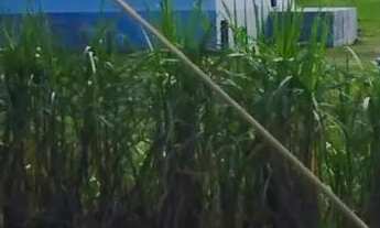 Imagem 5: Chácara com casa de alvenaria, terreno plano com 4.572m², poço industrial e árvores