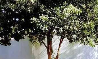 Imagem 2: Casa com 3 dormitórios, 170 m² - venda por R$ 600.000,00 ou aluguel por R$ 2.000,00/mês