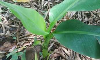 Imagem 7: 03) Terrenos (Proximo da Fabrica da Coca Cola em Varzea Grande-MT