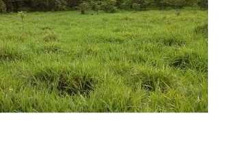 Imagem 3: 225 alqueires, 120 alqueires pasto Brasnorte-MT,aceita-se permuta em todo Brasil