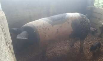 Imagem 2: 4.8 Hectares Irrigado/Confinamento/pocilga /Tanque de Peixes/Energia Trifásico