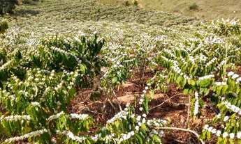Imagem 3: Sítio medindo 16 hectares, em Lajinha - Pancas /ES