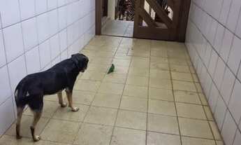 Imagem 3: Sobrado mobiliado 3 dorm prox portaria 3 da usp zona oeste butanta