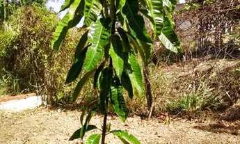 Imagem 6: Rua 4 quadra j Alexânia GO Cond Náutico Taruma Lote 1000 m² Construído 60 m²