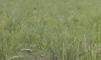 Imagem 2: Fazenda em Caxias do Maranhão