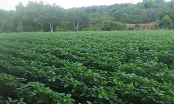 Imagem: FAZENDA 40 ALQUEIRES MUNICIPÍO DE EDEIA-GO