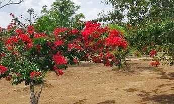 Imagem 15: Sapeaçu Ville, lotes escriturados, a partir de 300 m², frente Rodoviária Sapeaçu, com infr