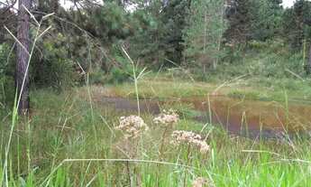 Imagem: Sítio em Quitandinha - PR
