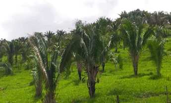 Imagem: FAZENDA 337 ALQUEIRES NIQUELANDIA - GO