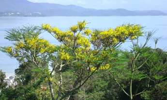 Imagem 7: TERRENO Á VENDA COM DUAS CASAS