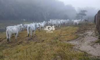 Imagem 6: Fazenda para Venda em Santo Antônio de Pádua, Morro Grande