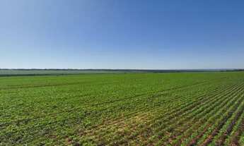 Imagem 2: 179. Excelente fazenda para lavoura em Dourados /MS