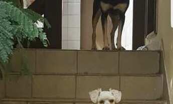 Imagem 2: Sobrado mobiliado 3 dorm prox portaria 3 da usp zona oeste butanta