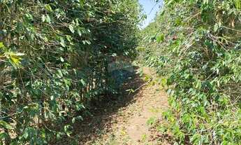 Imagem 7: Fazenda Morro Grande - 215 hectares com café ,agua abundante e potencial turístico em Casa