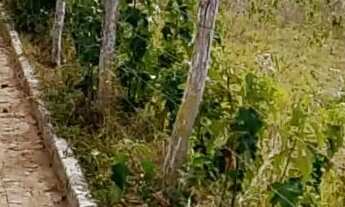 Imagem 4: Vende-se esse terreno com 8 tarefas com escritura passando o calçamento em frente