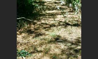 Imagem: Chácara 10.000 m2 120 mil -Colombo/Bocaiuva