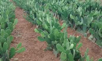 Imagem 5: Excelente sítio em Feira Nova/PE