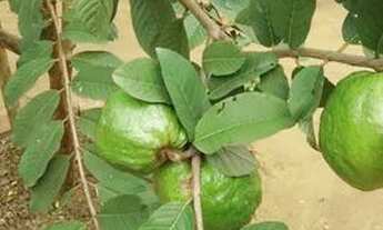 Imagem 2: Grande oportunidade. Estou vendendo uma ótima casa