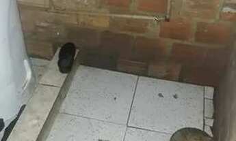 Imagem 5: Vende se casa no bairro cristal