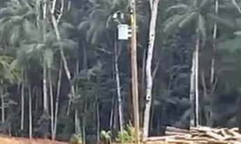 Imagem 4: Chacara Marechal Floriano Escriturada com tanque de peixe e nascente e pequena cachoeira