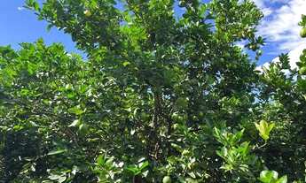 Imagem 2: Oportunidade unica sitinho em Ibira lindinho completo 2.5 alqueires 998 mil