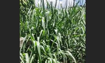 Imagem 3: Casa na penha Casa com 2 dormitórios