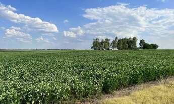 Imagem 3: Excelente oportunidade de Negócio Rural