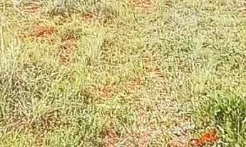 Imagem 2: Vende se Chácara com venda por R$80.000