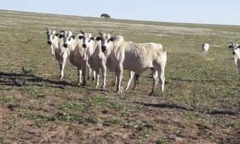 Imagem 5: 302 alqueires em Serranópolis-GO