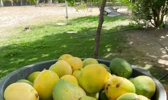 Imagem 6: Chácara Chácara com venda por R$350.000