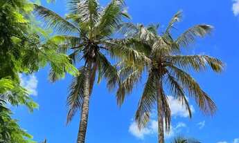 Imagem 6: Oportunidade unica sitinho em Ibira lindinho completo 2.5 alqueires 998 mil