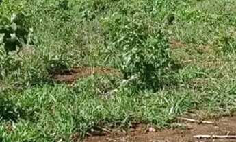 Imagem 3: Lote Residencial frente nascente a 200m da GO em Aragoiânia com 390m2 residencial Chão de