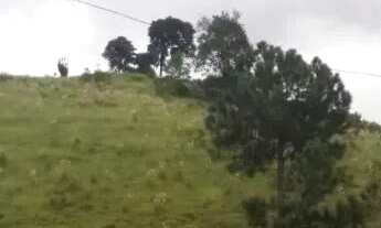 Imagem 2: Terreno para investidor em São Roque !